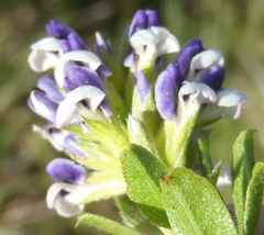 Psoralea spicata