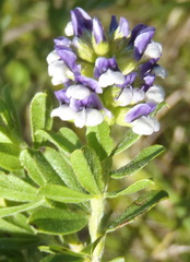 Psoralea spicata