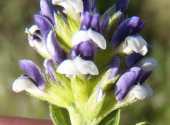 Psoralea spicata