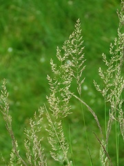 Calamagrostis varia