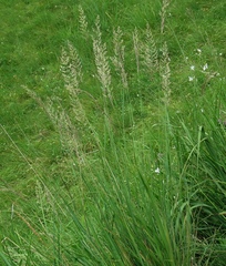 Calamagrostis varia