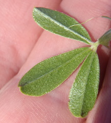Psoralea spicata