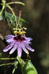 Passiflora amethystina
