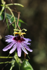 Passiflora amethystina