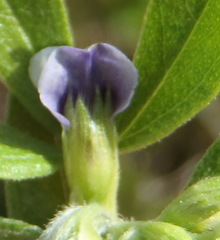 Psoralea spicata