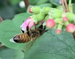 Apis mellifera