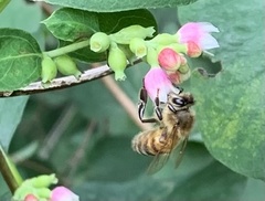 Apis mellifera