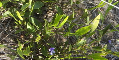 Psoralea asarina