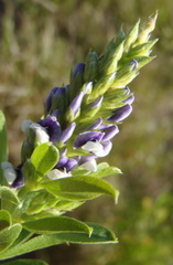 Psoralea spicata