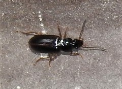 Stenolophus ochropezus