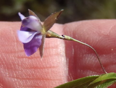 Psoralea asarina