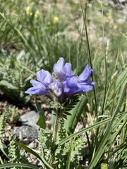 Polemonium confertum