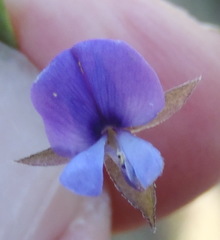Psoralea asarina