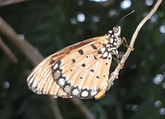 Acraea terpsicore