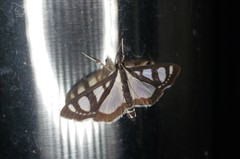 Glyphodes quadrimaculalis