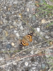 Vanessa cardui