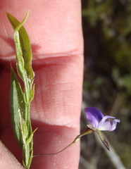 Psoralea asarina