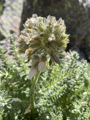 Polemonium confertum