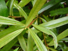 Myrsine salicina