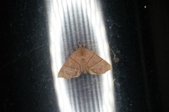 Gonepatica opalina