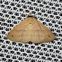 Ophyx eurrhoa