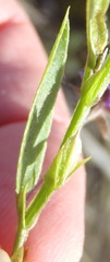 Psoralea asarina