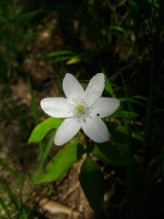 Anemonoides trifolia