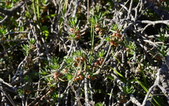 Clutia pubescens