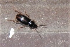 Stenolophus ochropezus
