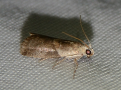 Acrobasis palliolella