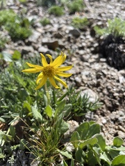 Senecio amplectens holmii