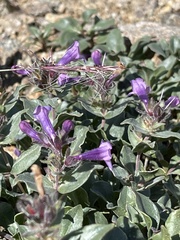 Penstemon harbourii