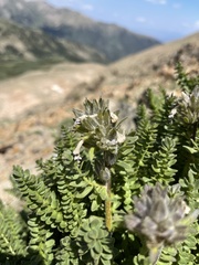 Polemonium confertum