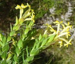 Gnidia oppositifolia