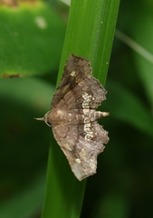 Throana pectinifer