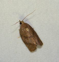 Argyrotaenia juglandana