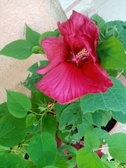 Hibiscus