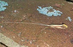 Triaenodes marginatus