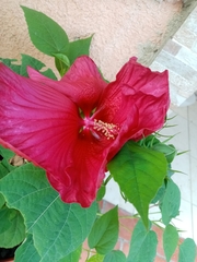 Hibiscus