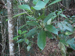 Cinnamomum aromaticum