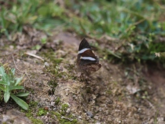 Hagnagora anicata