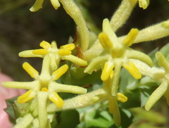 Gnidia oppositifolia