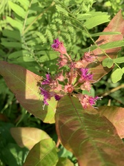 Decodon