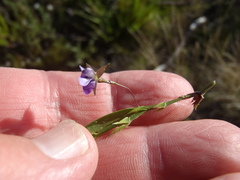 Psoralea asarina