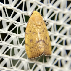 Earias luteolaria