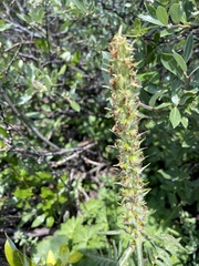 Pedicularis procera