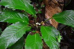 Goeppertia propinqua