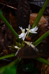 Goeppertia propinqua