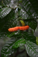 Tabernaemontana heterophylla