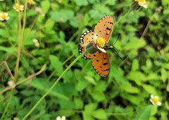 Acraea terpsicore
